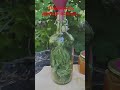 Хвоя газированная #lifehacks #юмор #comment #videovibes