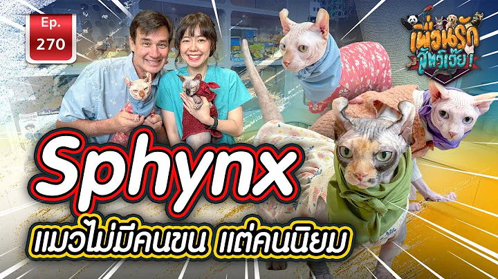 Video 11397611: sphynx cat, hairless cat, popular cat, hairless animals