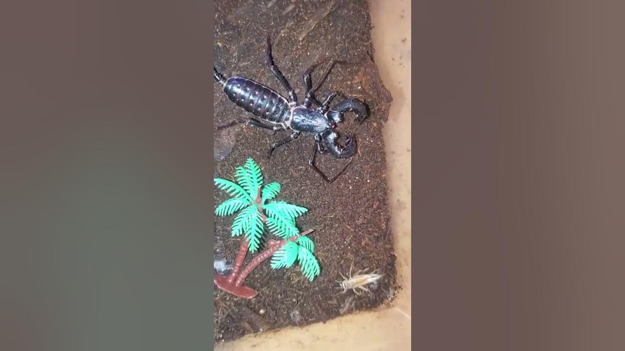 Vinegaroon Feeding YouTube