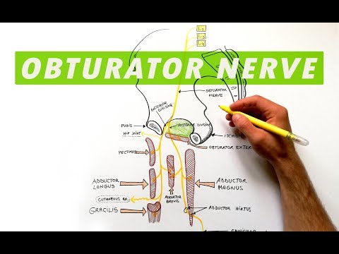 Obturator Nerve - Anatomy Tutorial