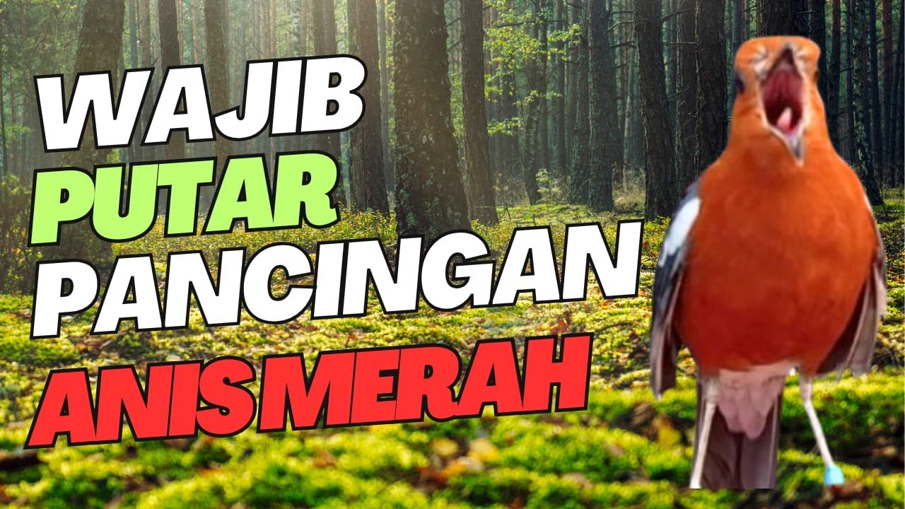 100% WAJIB PUTAR PANCINGAN ANIS MERAH LANGSUNG RESPON CUKUP SEKALI PANCING LANGSUNG GACOR