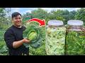 From Garden to Jar: Harvesting &amp; Fermenting Cabbage for Long-Term Storage