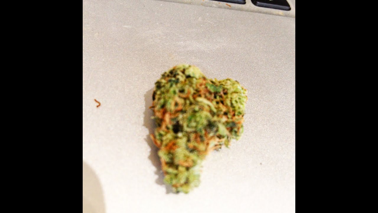 BLUEBERRY STRAIN REVIEW