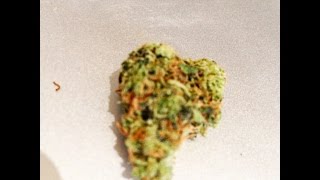 BLUEBERRY STRAIN REVIEW