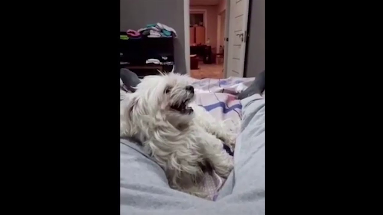 dog bites testicles shot on iphone meme YouTube