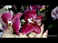 Орхидеи цветут, долгоцветущие сорта и не очень 😍