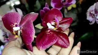 Орхидеи цветут, долгоцветущие сорта и не очень 😍