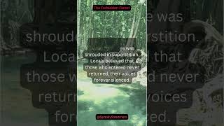 Venturing into &#39;The Forbidden Forest&#39; A Short, Enchanting Escape