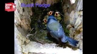 Bluetits fledging