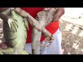Crianza de iguanas