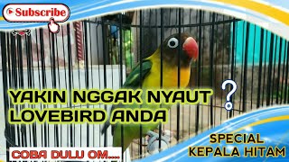 Download Lagu Lovebird josan kepala hitam ngetik lanjut ngekek durasi || Lovebird Fighter || Lovebird Josan Ollent MP3