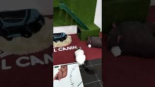 Hotel Felino