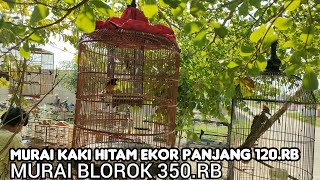 MAKIN BINGUNG MURAI KAKI HITAM EKOR PANJANG 120.RB.MURAI BLORA 350.RB