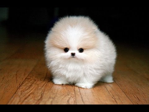 Top 10 Cutest Animals in the world 2018 - YouTube
