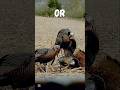 The CRAZIEST Turkey Shots Ever captured on film 😳 #shorts #hunting #archery #slowmotion