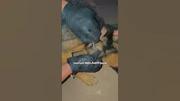 تدريب كلاب تدريب الكلب على أوامر الطاعة كلاب جيرمن كلاب مشردة مريضة اكسبلور حكم تربية الكلاب 