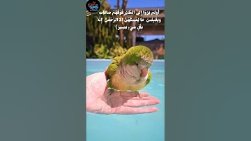 تلاوة خاشعة من سورة الملك بصوت الشيخ ماهر المعيقلي 🕊✨