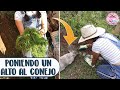 Decorando el jardín, tuve que cortar el pasto y el conejo ya no molestará las rosas │Candy Bu