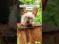 My Name is Kutil #catvidio #cat #imut #funnycat #kucingsiam #catlovers #cute