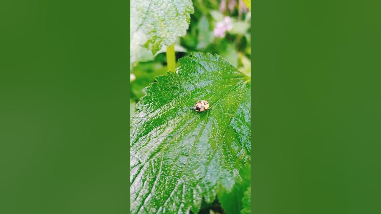 Те, кого мы не замечаем: Личинка клопа Древесного щитника 🐛 ТС ...