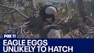 Jackie and Shadow's eggs unlikely to hatch