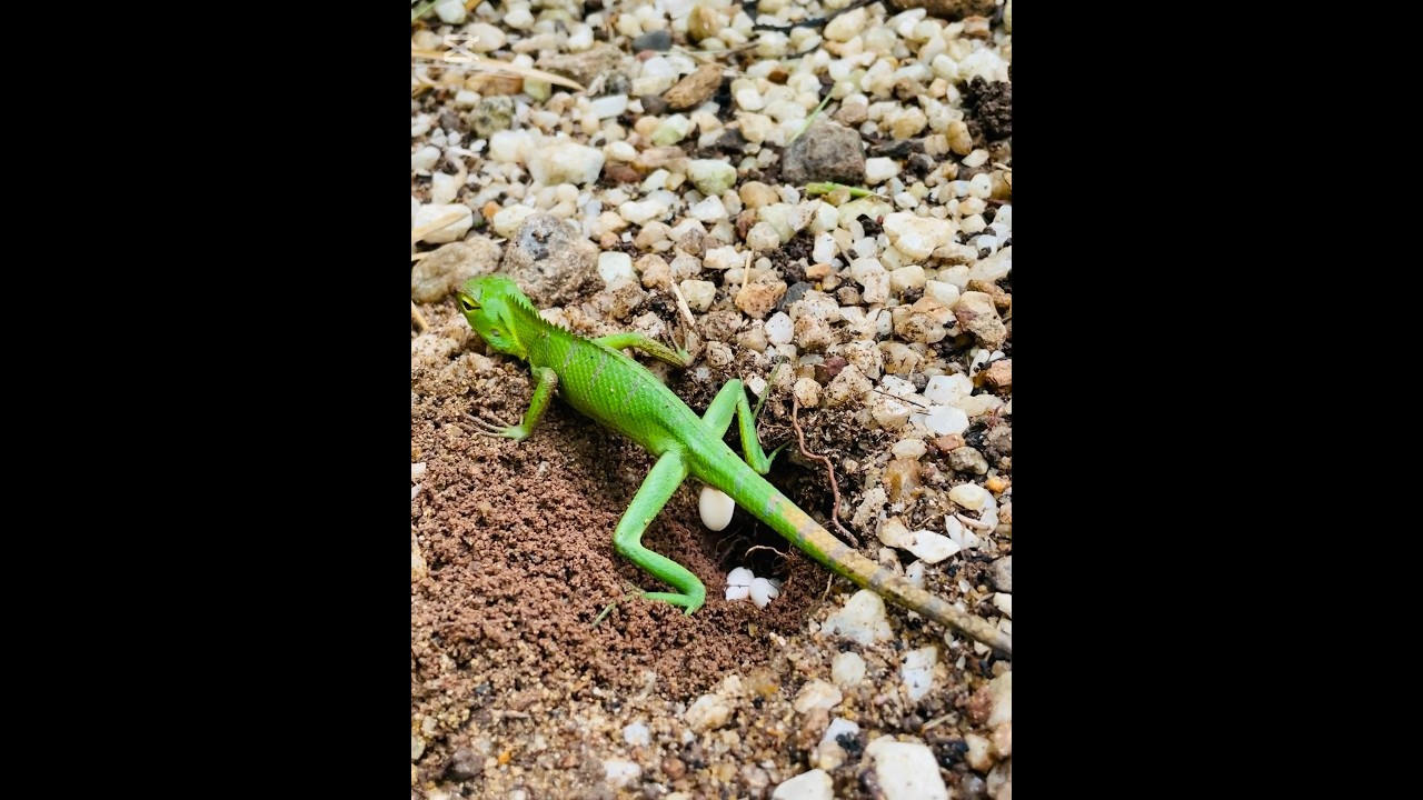 Rare Sight Watch A Lizard Lay Eggs In Nature shorts Wildlife rare-sight-watch-a-lizard-lay-eggs-in-nature-shorts-wildlife
