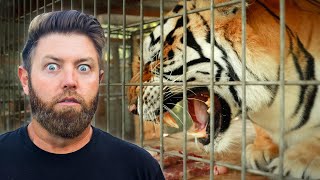 Turning A Domestic Tiger Into A Wild Animal (Private Tour)