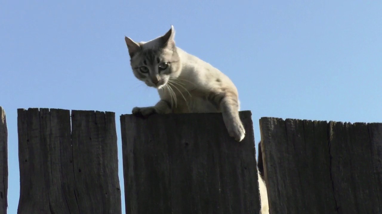 Территории котов. Кот прыгает через забор. Кошка ходит по забору. Котик ходит.