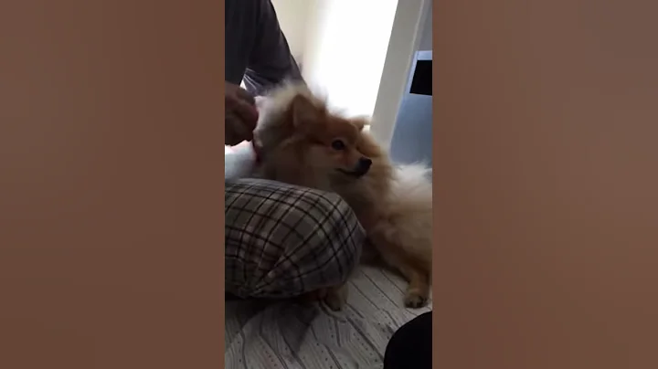 Spitz Fred