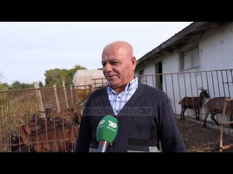 Video: Çfarë është një kusht race jep një shembull?