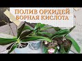 БОРНАЯ КИСЛОТА для ОРХИДЕЙ // Цветение и как разводить