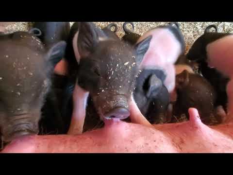 Nursing piglets
