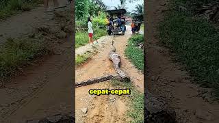 Ular Piton Telan Anak Kecil