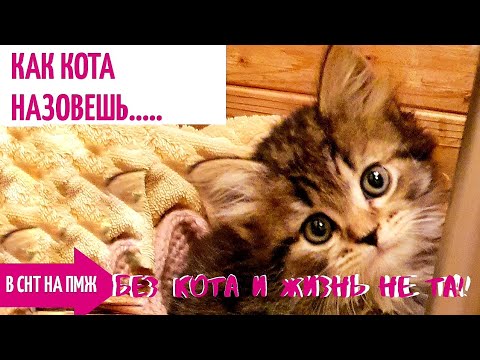 Как КОТА назовешь... Выбрали имя КОТУ! ПЕС и КОТ друзья или враги?