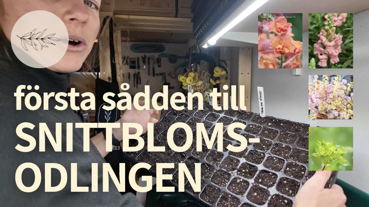 SÅ I JANUARI?? v.4, årets första blomstersådd - lejongap, lövkoja, harört, sommarflox, ranunkel mm