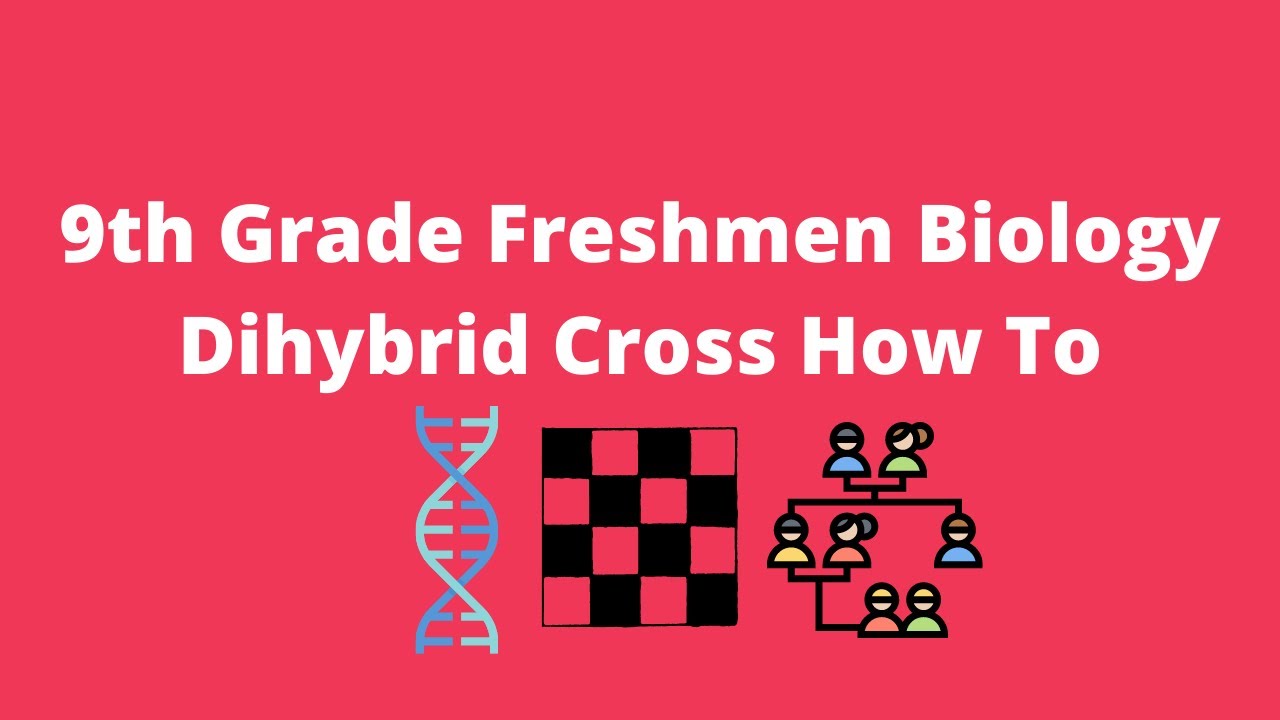 9th Grade Freshmen Biology Dihybrid Cross How To