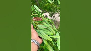 Đầu tư cây giống Bồ kết ghép : quả sai , giá trị cao | #nguyenthaiduongboket