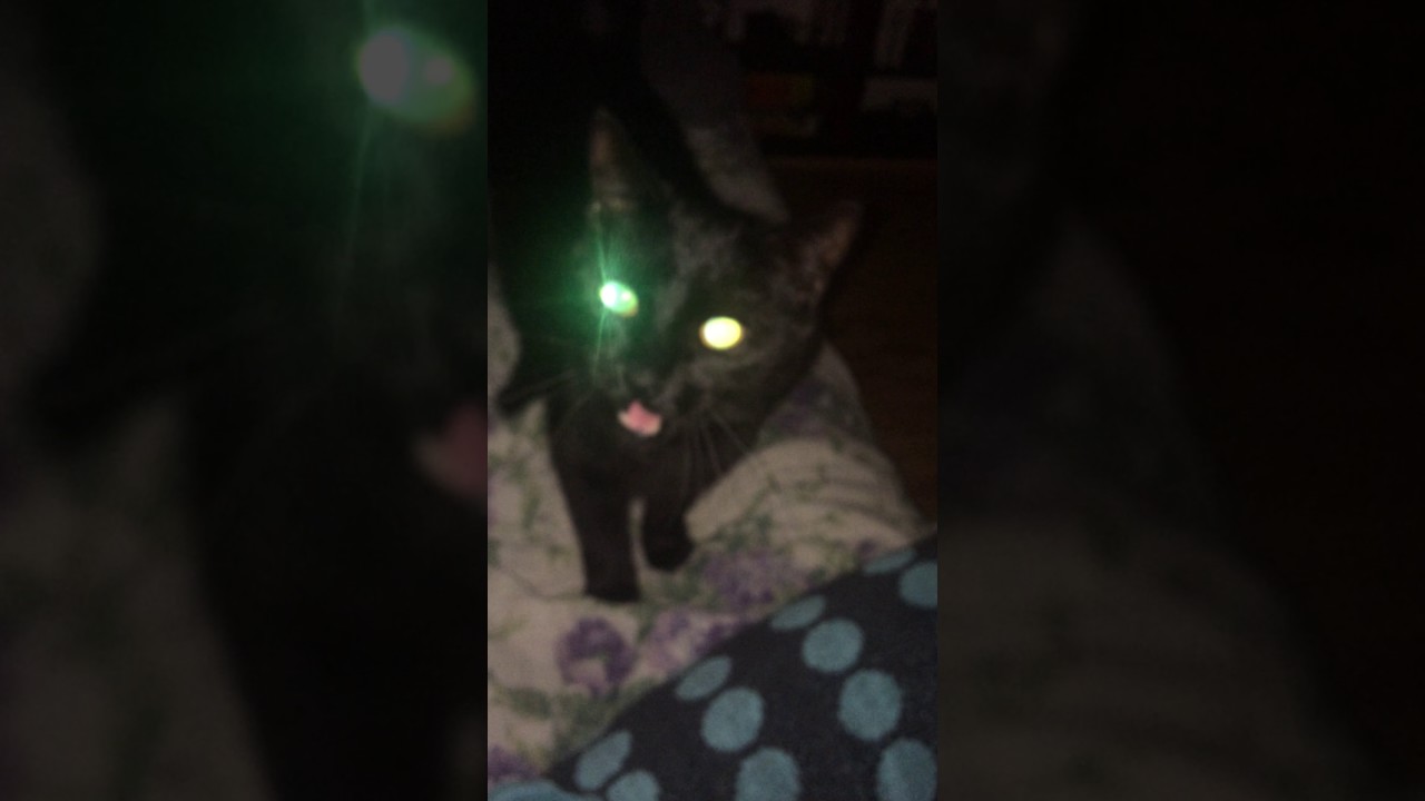 Dave's Cat Talking YouTube