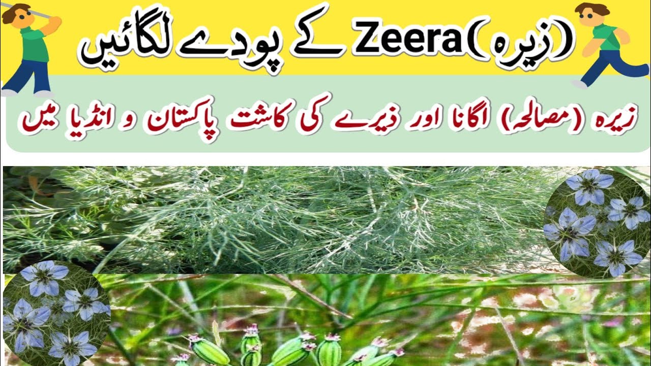 How to grow cumin plant from seeds zeera ki kasht in Pakistan زیرہ