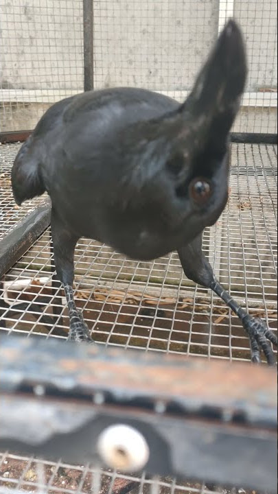 burung gagak pandai berbicara