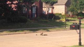 Ducks in Street by Steven 11 views 9 years ago 6 seconds