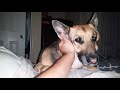 German Shepherd waking up the owner 6.20 am  in his  day off