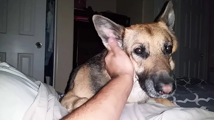 German Shepherd waking up the owner 6.20 am  in hi...