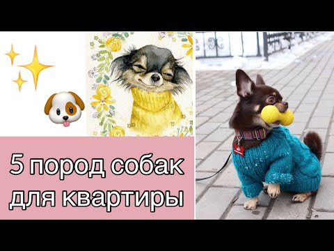 Вопрос: Для каких целей люди вывели маленькие породы собак?