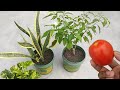The easiest natural fertilizer from ripe tomatoes | Best homemade liquid compost for any plants