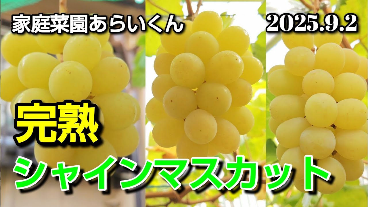 【シャインマスカット、黒系ぶどう】第１８９回、過去１の甘さシャインマスカット収穫【家庭菜園】