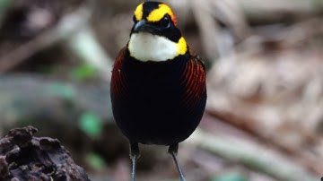 Malayan Banded Pitta (Hydrornis irena)