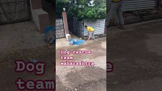 dog rescue team maharashtra #dog #animal #rescue #animalrescue #streetdog #viralshort #rescuedog