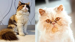 Persian Cat Price | Persian Cat Breed Information | Persian Kitten by Animal Series 223 views 2 years ago 2 minutes, 41 seconds
