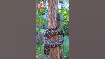 Python Climbing a Tree: Nature’s Marvel #nature #love #shorts #snake #anime #wildlife #trending #new